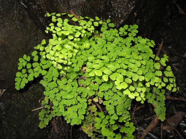 brazilska paprat